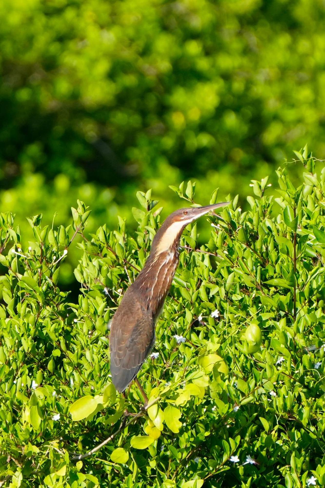 Bundala Flamingo Cotteges Hotel Hambantota Kültér fotó